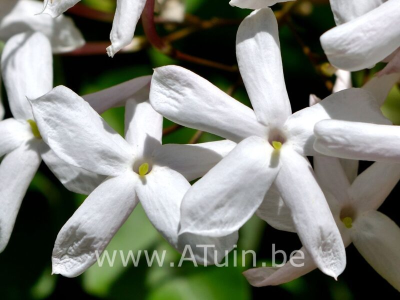 Toscaanse jasmijn - Trachelospermum Jasminoides