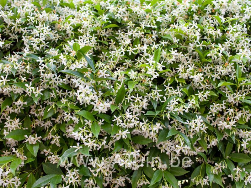 Toscaanse jasmijn - Trachelospermum Jasminoides - bloei