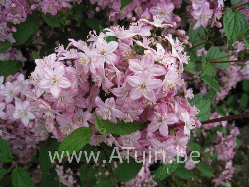 Bruidsbloem - Deutzia hybrida 'Mont Rose'