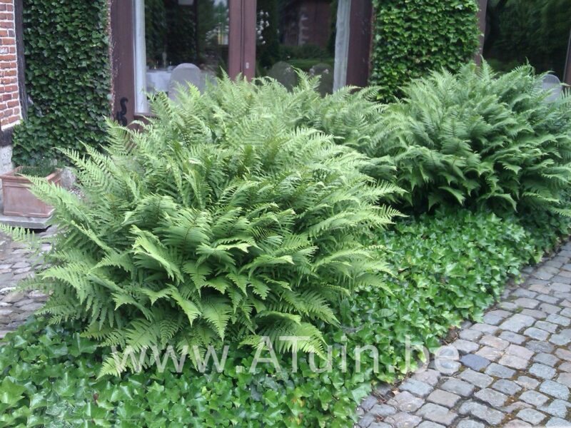 Mannetjesvaren - Dryopteris filix-mas