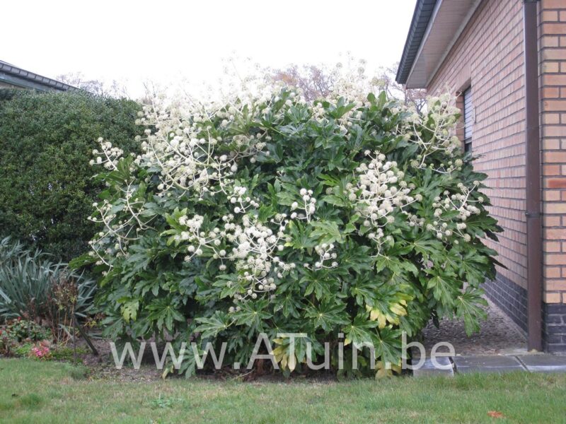 Vingerplant - Fatsia japonica