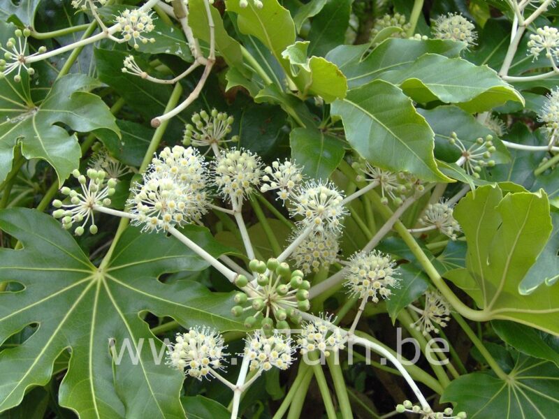 Vingerplant - Fatsia japonica