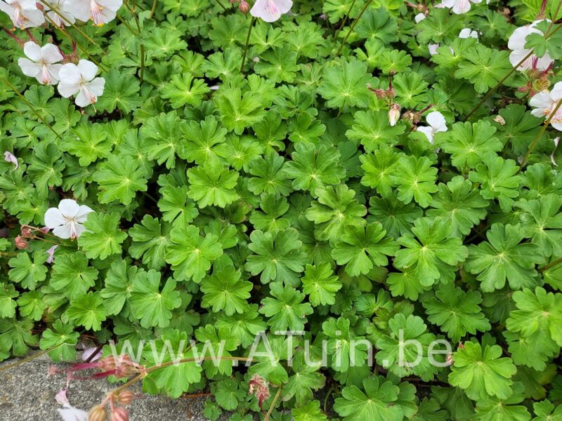 Ooievaarsbek - Geranium cantabrigiense 'Biokovo' - Blad