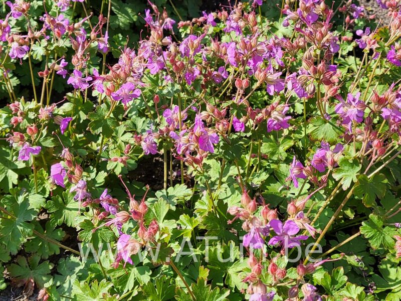 Ooievaarsbek - Geranium cantabrigiense 'Cambridge'