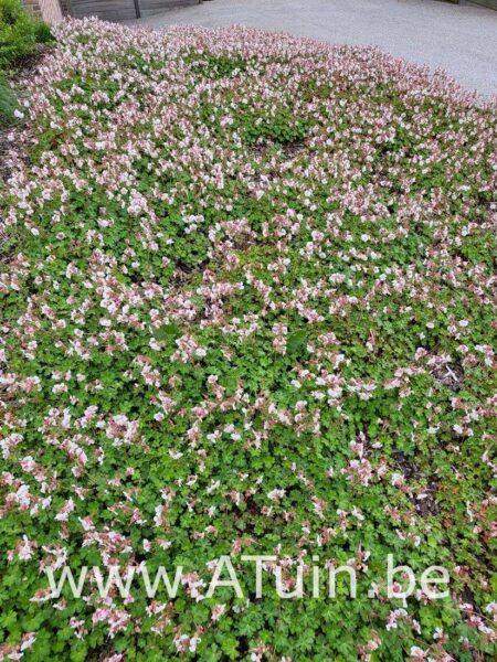 Ooievaarsbek - Geranium cantabrigiense 'St. Ola'