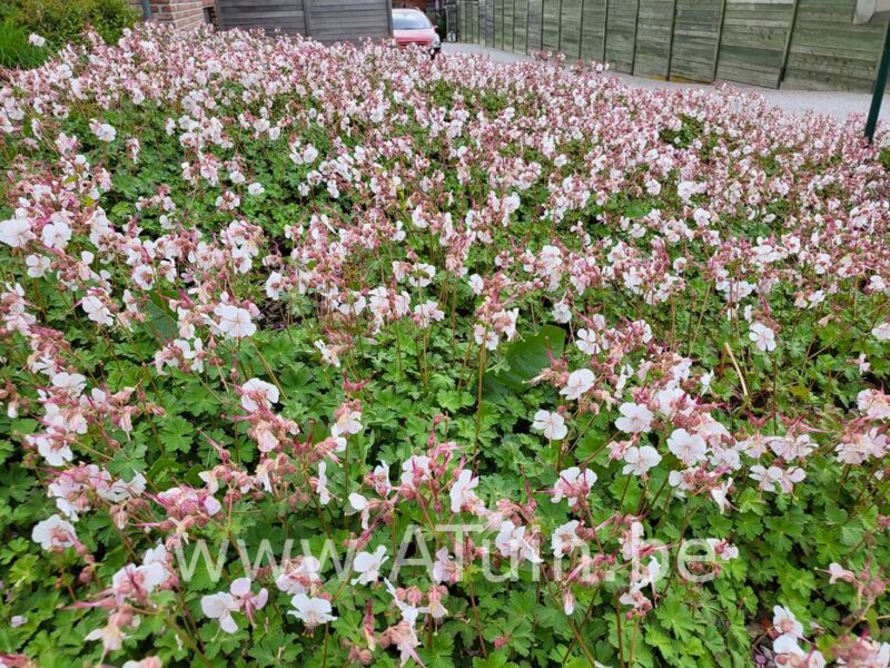 Ooievaarsbek - Geranium cantabrigiense 'St. Ola'