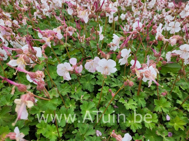 Ooievaarsbek - Geranium cantabrigiense 'St. Ola' - Bloem