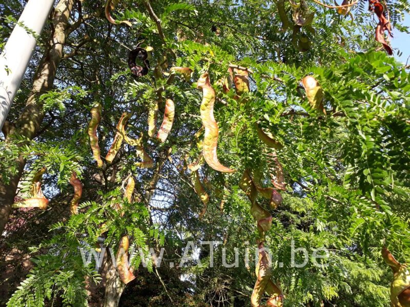 Amerikaanse Christusdoorn - Gleditsia triacanthos 'Sunburst' - Peulen