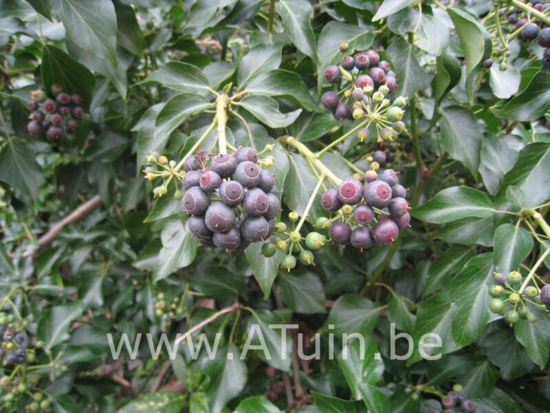 Perzische Klimop - Hedera colchica 'Arborescens'