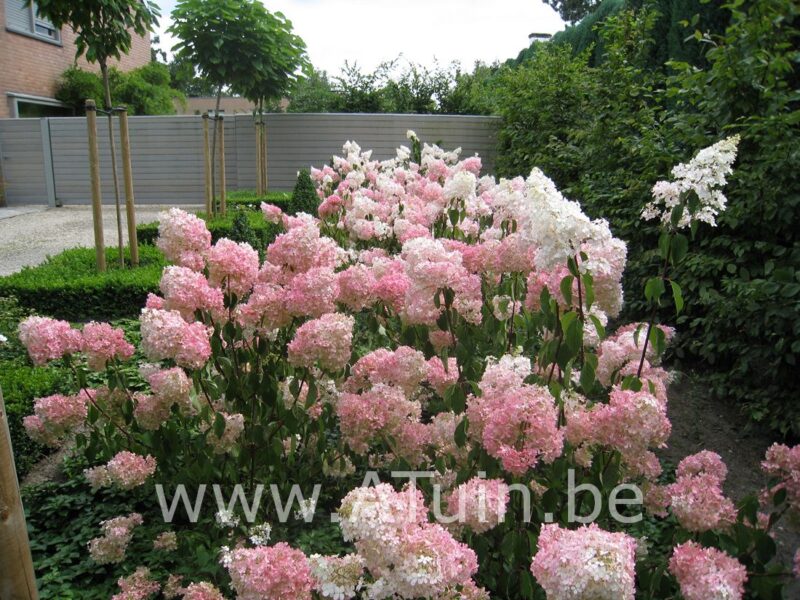 Pluimhortensia - Hydrangea paniculata 'Pinky Winky'