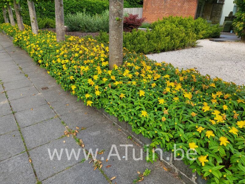 Hertshooi - Hypericum calycinum