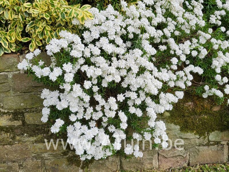 Scheefkelk - Iberis sempervirens 'Snowflake'