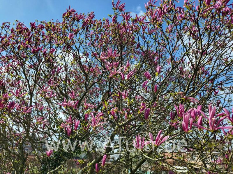 Lelie Magnolia - Magnolia liliiflora 'Nigra'