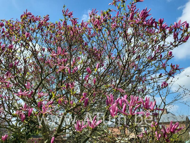 Lelie Magnolia - Magnolia liliiflora 'Nigra'