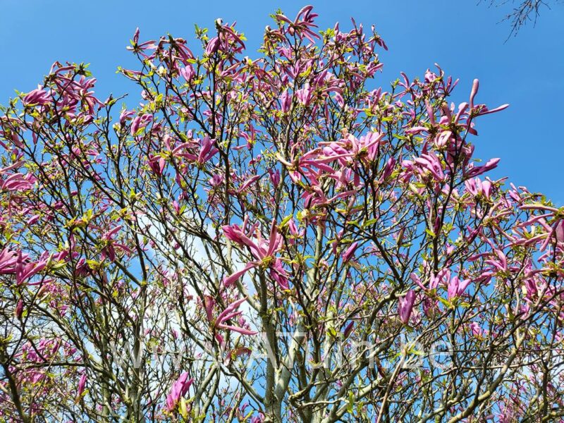 Lelie Magnolia - Magnolia liliiflora 'Nigra'