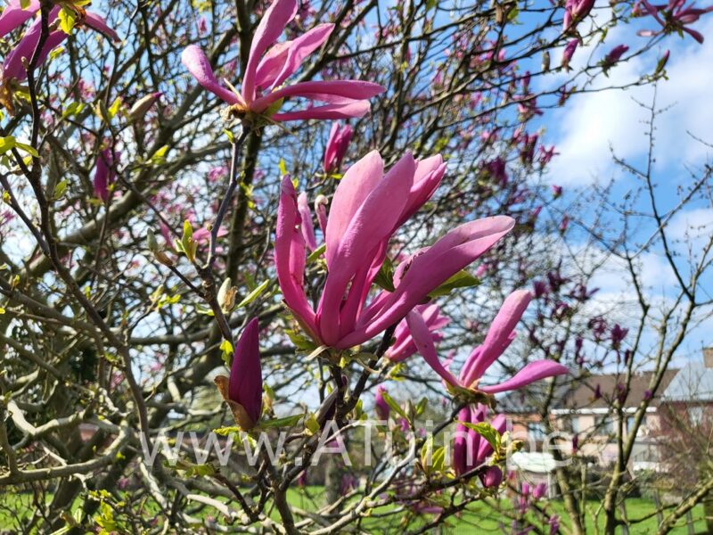 Lelie Magnolia - Magnolia liliiflora 'Nigra' - Bloem