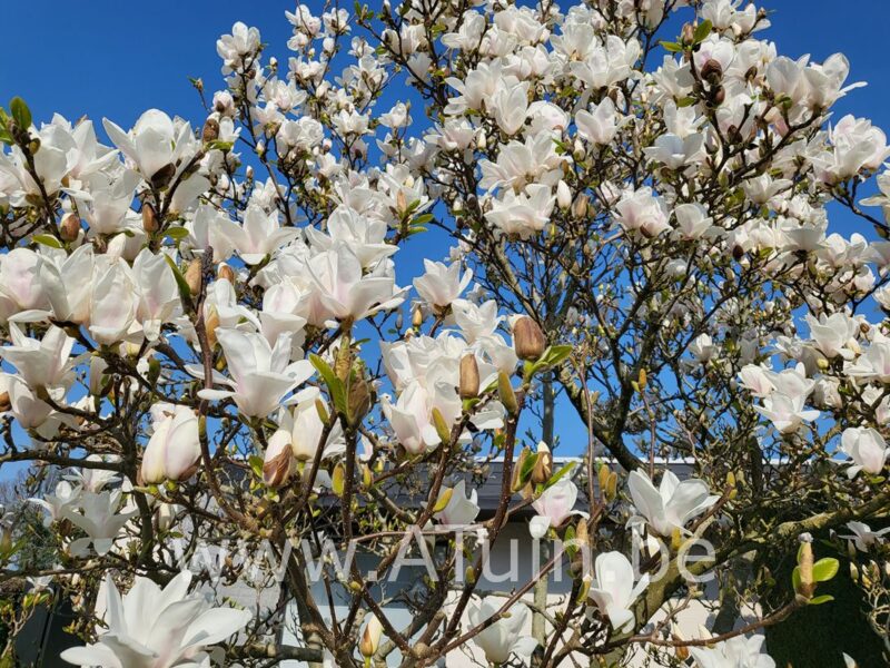 Beverboom - Magnolia soulangeana 'Alba Superba'