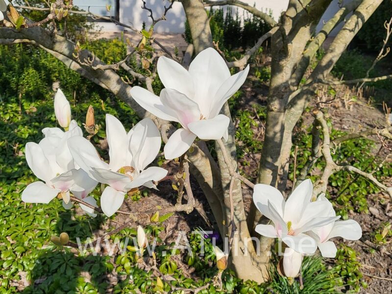 Beverboom - Magnolia soulangeana 'Alba Superba' - Bloem