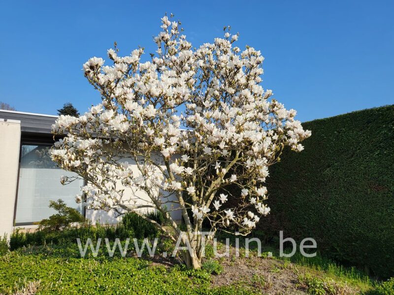 Beverboom - Magnolia soulangeana 'Alba Superba' - Meerstammig