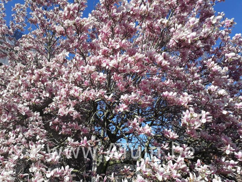 Beverboom - Magnolia soulangeana