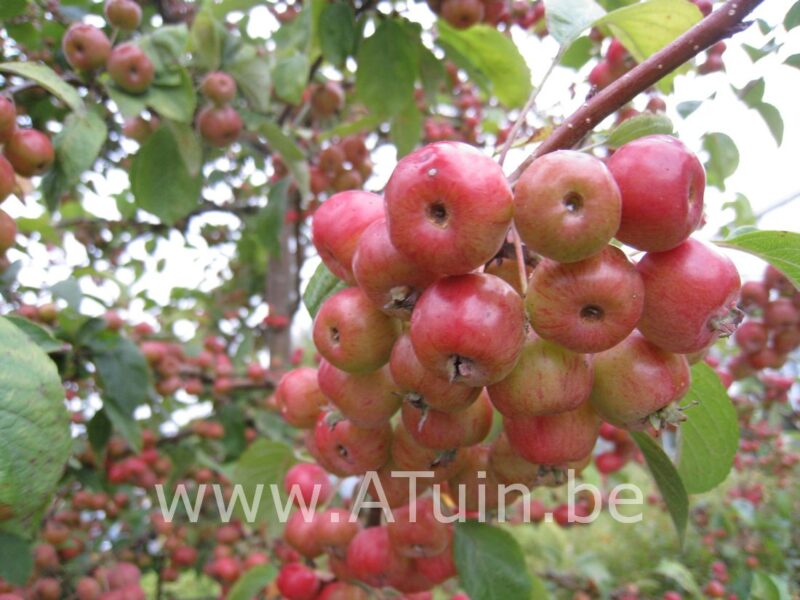 Sierappel - Malus 'Evereste' - Fruit