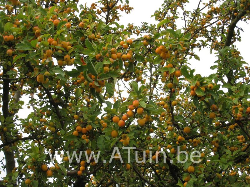 Sierappel - Malus 'John Downie'