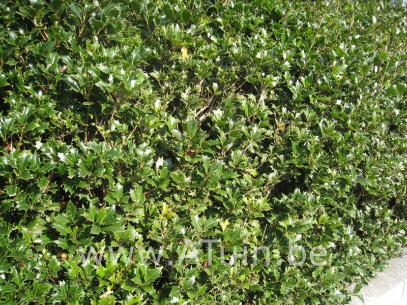 Schijnhulst - Osmanthus heterophyllus