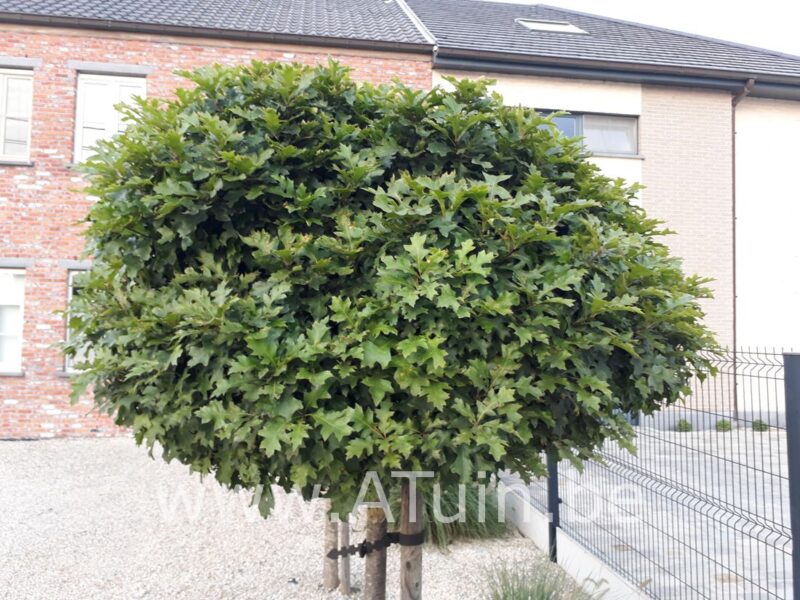 Bol-moeraseik - Quercus palustris 'Green Dwarf'