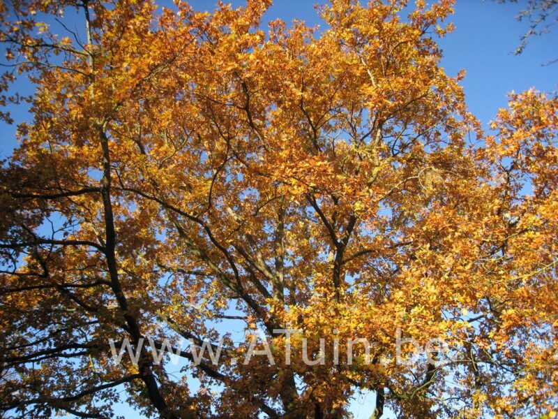 Zomereik - Quercus robur - Herfst