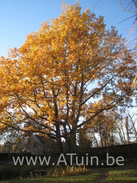Zomereik - Quercus robur - herfst