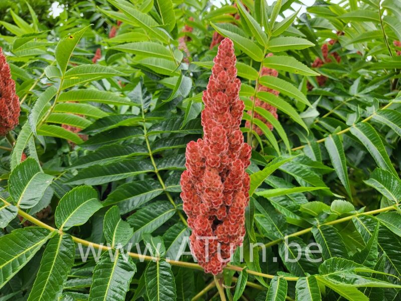 Fluweelboom - Rhus typhina