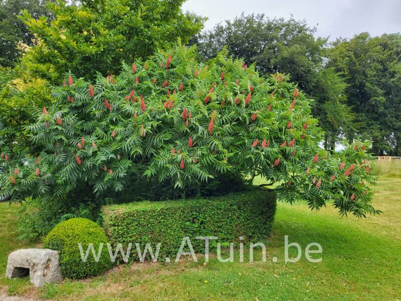 Fluweelboom - Rhus typhina