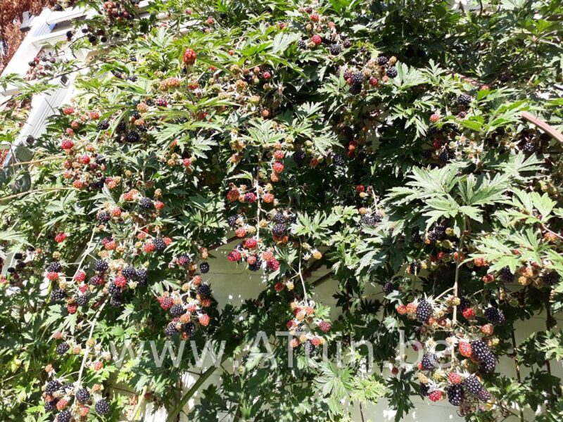 Doornloze Braambes - Rubus fruticosus 'Thornless Evergreen'
