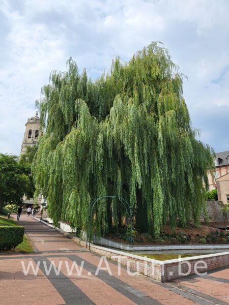 Gele Treurwilg - Salix sepulcralis 'Chrysocoma'