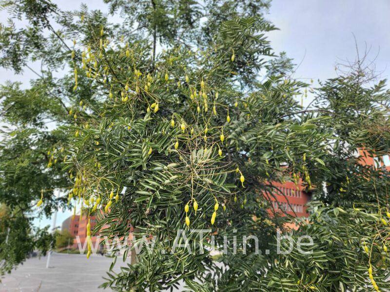 Japanse honingboom - Sophora japonica
