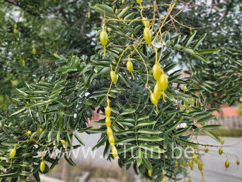 Japanse honingboom - Sophora japonica - Peul