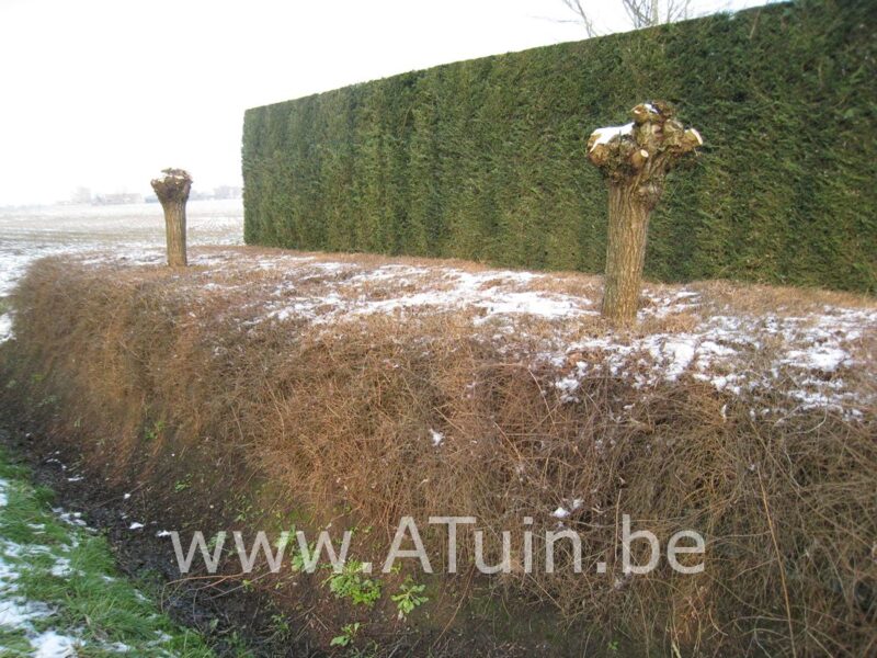 Sneeuwbes - Symphoricarpos doorenbosii 'White Hedge' - Winter
