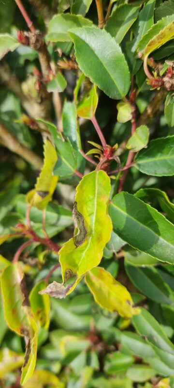 Ziekte Prunus lusitanica angustifolia