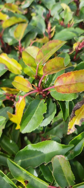 Ziekte blad Prunus lusitanica angustifolia