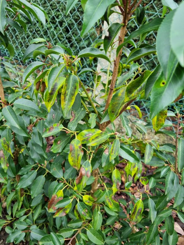Prunus lusitanica angustifolia - Hagelschot ziekte
