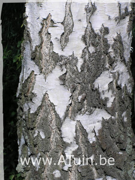 Betula pendula - Witte berk - stam