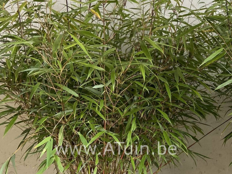 Fargesia 'Asian wonder-bamboe