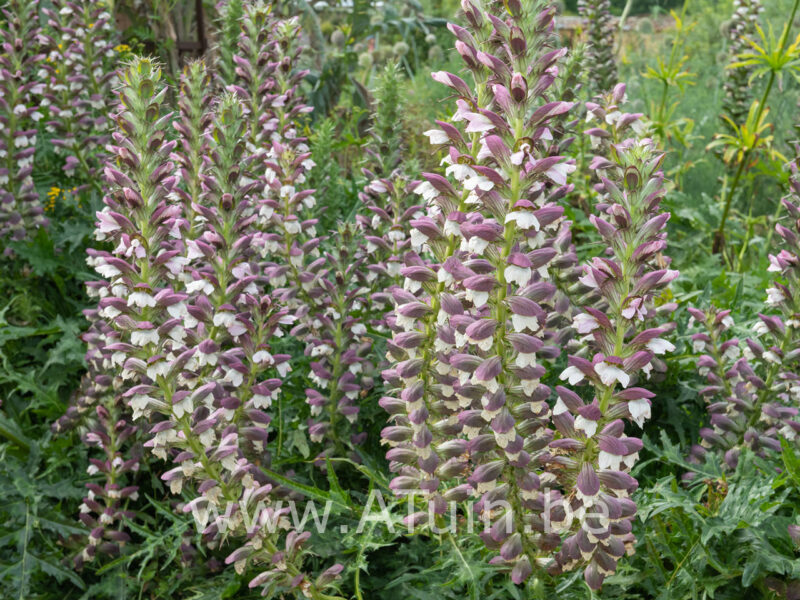 Acanthus mollis - Stekelige berenklauw