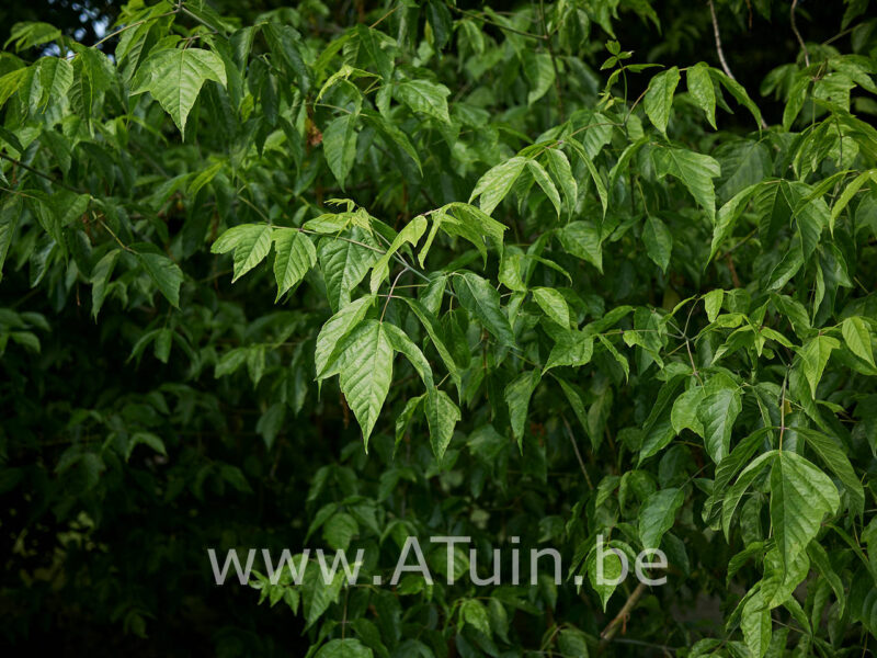 Acer negundo - Vederesdoorn