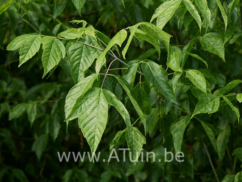 Acer negundo - Vederesdoorn blad