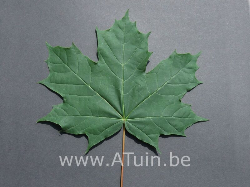 Acer platanoides - Noorse esdoorn blad