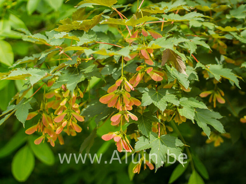 Acer pseudoplatanus - Gewone esdoorn - zaden
