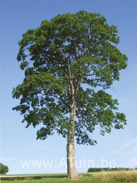 Acer pseudoplatanus - Gewone esdoorn - volwassen boom