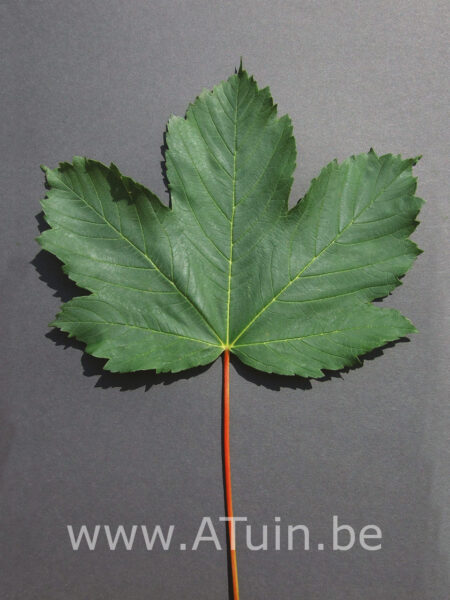 Acer pseudoplatanus - Gewone esdoorn blad