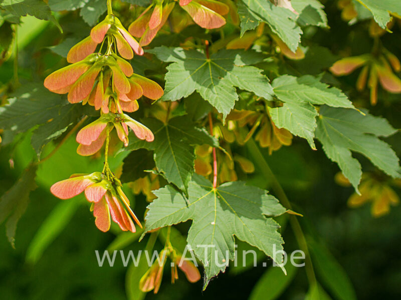 Acer pseudoplatanus - Gewone esdoorn zaad